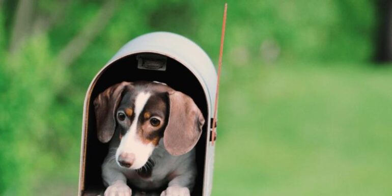 A puppy in a mailbox.